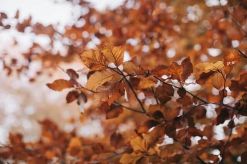 6 Pest Prevention Tips to Keep Your Home Pest-Free This Fall